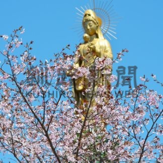 釧根 桜めぐり　◇１１　釧路陵墓公苑【釧路町】(2025-05-03)