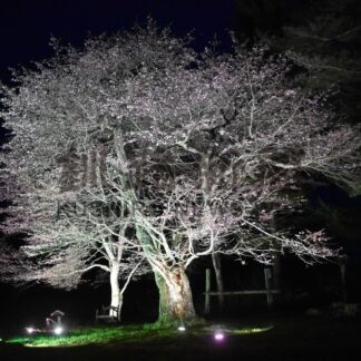 エゾヤマザクラ幻想的　旧国鉄線背にライトアップ【別海】(2025-05-16)