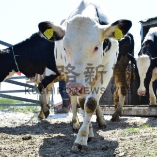 釧路市営牧場で一斉入牧始まる【釧路市】(2025-05-17)