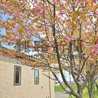 司法の丘に正義の花　弁護士会館、釧路八重が見頃【釧路市】(2025-05-25)