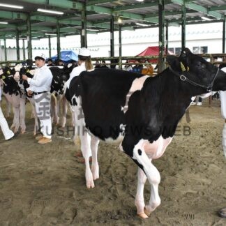 標茶の佐藤さん出品がグランドチャンピオン　乳牛の資質審査【釧路市】(2025-05-15)