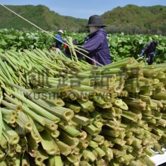 音別フキ今季初収穫　「味も水分も申し分なく」【釧路市】(2025-05-22)