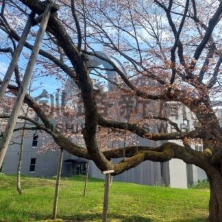 釧根 桜めぐり　◇１２　幣舞中学校【釧路市】(2025-05-04)