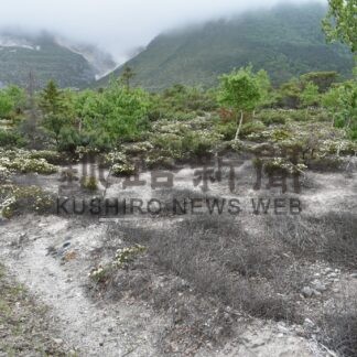 エゾイソツツジ枯死　対策急務　道道５２号沿いなど、土砂流入原因か【弟子屈】(2025-06-20)