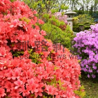 鮮やかツツジ群が見頃　岡村さん宅【根室】(2025-06-04)