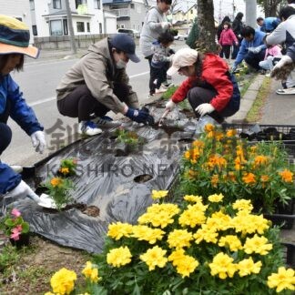 歩道に彩り１７００株植栽　ふれあい花壇作業【釧路町】(2025-06-06)