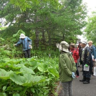 釧路の植物知識深める　市立博物館【釧路市】(2025-06-27)