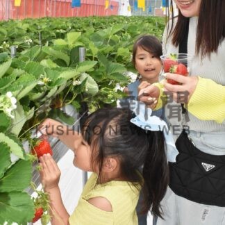 イチゴ狩りに笑顔　夢の杜ファーム観光農園プレオープン【釧路市】(2025-06-23)