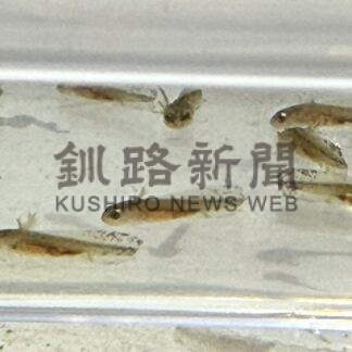 キタサンショウウオ すくすく　標茶町産の赤ちゃん、札幌の水族館で育つ【札幌】(2025-06-17)