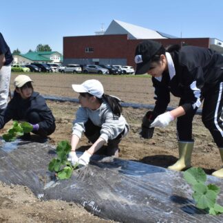上春別中生がカボチャ定植　別海高生講師に連携事業【別海】(2025-06-12)