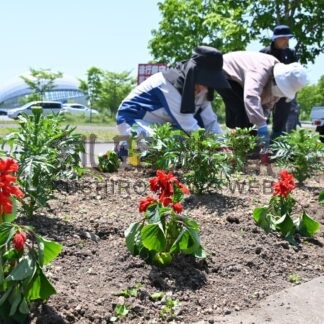 中央分離帯花壇にサルビア１２００株植栽　ゆめの森公園【中標津】(2025-06-17)