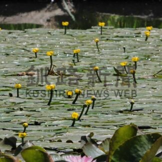 初夏告げるネムロコウホネ【根室】(2025-06-11)