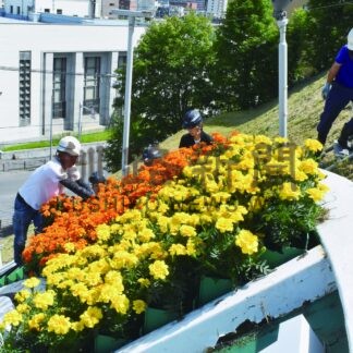 「花時計」夏の装い　マリーゴールド１３００株植栽【釧路市】(2025-06-29)