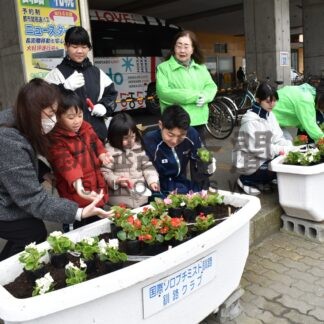 華やかな彩りでお出迎え　国際ソロプチミスト釧路、ベゴニアを植栽【釧路市】(2025-06-02)