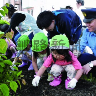 ヒマワリ大きく育って　交通安全願い園児種植え【根室】(2025-06-29)