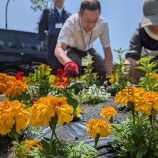 釧路空港線 花で彩る　標茶高生ら花壇に３２００株植栽【釧路市】(2025-06-21)