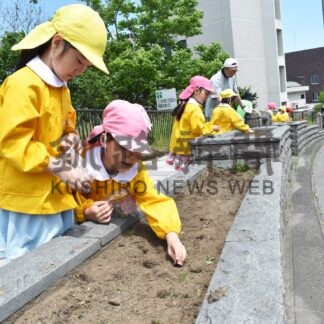 キンレンカ種まき丁寧に　ひぶな幼稚園児ら作業【釧路市】(2025-06-27)