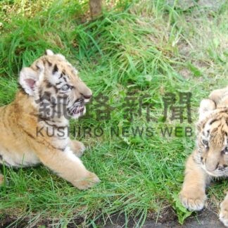 ココアありがとう　釧路市動物園のアムールトラ　17歳の生涯に幕【釧路市】(2025-06-21)