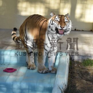 ココアありがとう　釧路市動物園のアムールトラ　17歳の生涯に幕【釧路市】_1(2025-06-21)