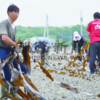 成コンブ漁始まる　釧路市東部漁協【釧路市】(2025-07-03)