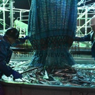 サンマ９８２㌧花咲港に水揚げ　道内今季初の１０００㌧超【根室市】(2025-08-27)