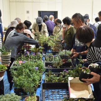 秋感じる山野草　きょうまで展示会【釧路市】(2025-08-31)