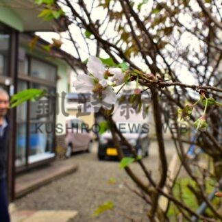 猛暑にやられ勘違い？根室で千島桜狂い咲き後藤さん「初めて」【根室市】(2025-09-02)