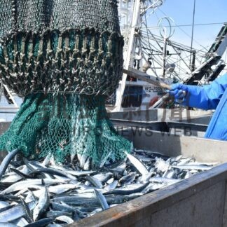 花咲港　サンマ６年ぶり１０００㌧超え【根室市】(2025-09-05)