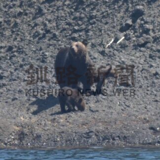 ヒグマを畏れよ～共生、対策への道しるべ㊥　クマとの適切な距離感必要(2025-09-06)