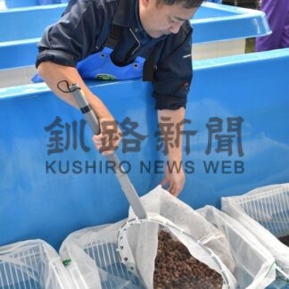 稚ウニ８９万粒を放流　市水研、資源回復願い【根室市】(2025-10-17)