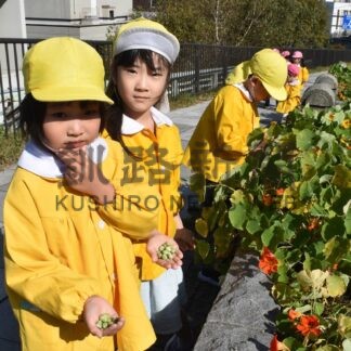 キンレンカの種たくさん採れた　釧路の団体、幼稚園と連携で【釧路市】(2025-10-18)