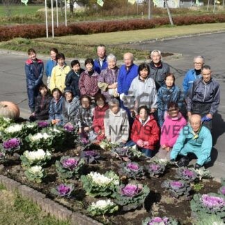 白や紫 ハボタン見頃　標茶・弥栄国際交流館、鮮やかに花壇彩る【標茶町】(2025-10-29)