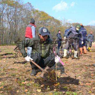 ヤチダモの苗木５００本植樹　３者会議、未来の河畔林造り【標津町】(2025-11-02)