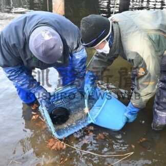 マリモ 阿寒湖で冬ごもり　９２個移動、保管　展示観察センター【釧路市】(2025-12-05)