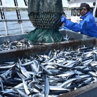 ２０２５記者の目⑥　根室のサンマ水揚げ　１０年ぶり１００億円突破【根室市】(2025-12-29)