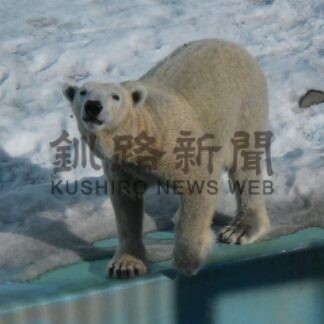 「マルル」動物園に仲間入り　ホッキョクグマ公開【釧路市】(2026-01-04)