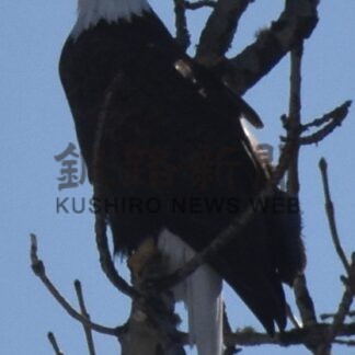 ５年ぶりハクトウワシ　市内、風蓮湖周辺で確認【根室市】(2026-01-31)