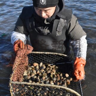 アサリ手掘り漁が解禁　根室・歯舞漁協、厳寒のトーサムポロ沼で【根室市】(2026-01-25)